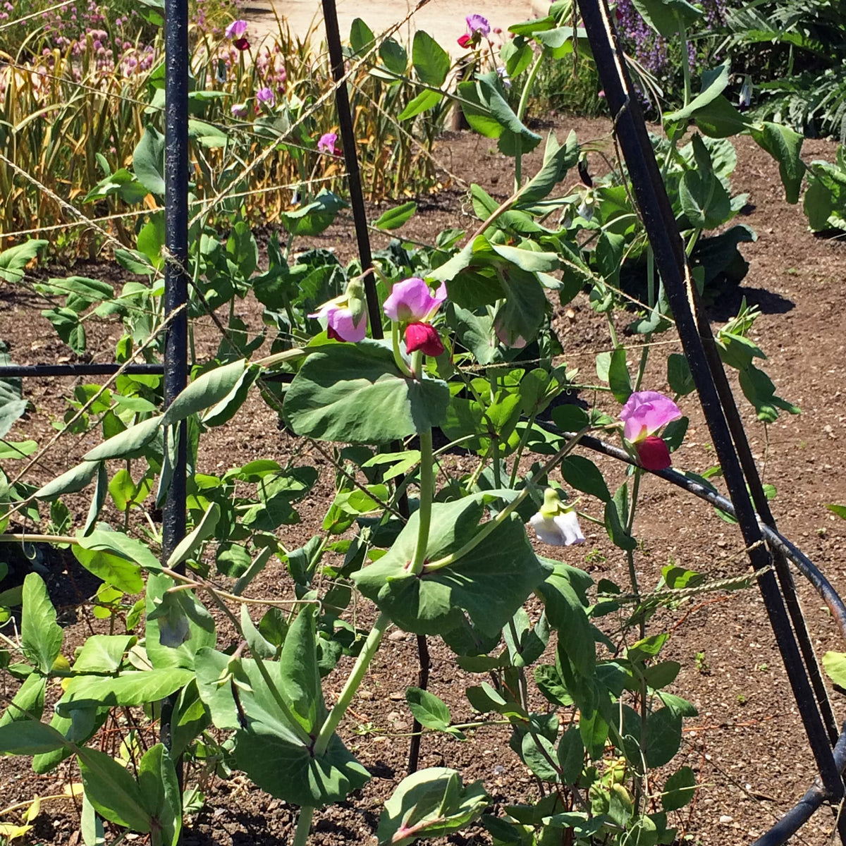 Blue (Podded Organic Pea) for planting in garden