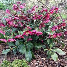 Hellebore Seeds (Helleborus spp.) for growers filling out the Flower Bed & Garden