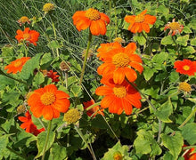 Red Mexican Sunflower Seeds prized for bold Red Blooms