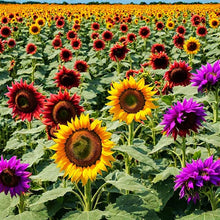 Mini Rainbow Sunflower Seeds for a lasting addition to the landscape