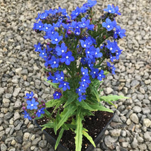 Forget-Me-Not Seeds (Myosotis spp.) for a bright addition to the Flower Bed & Home Garden