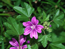 Malva Seeds for colorful blooms in the Flower Bed & Garden