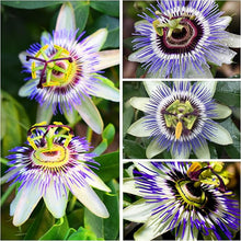 Passionflower tree (Passiflora spp.) for decorative garden planting