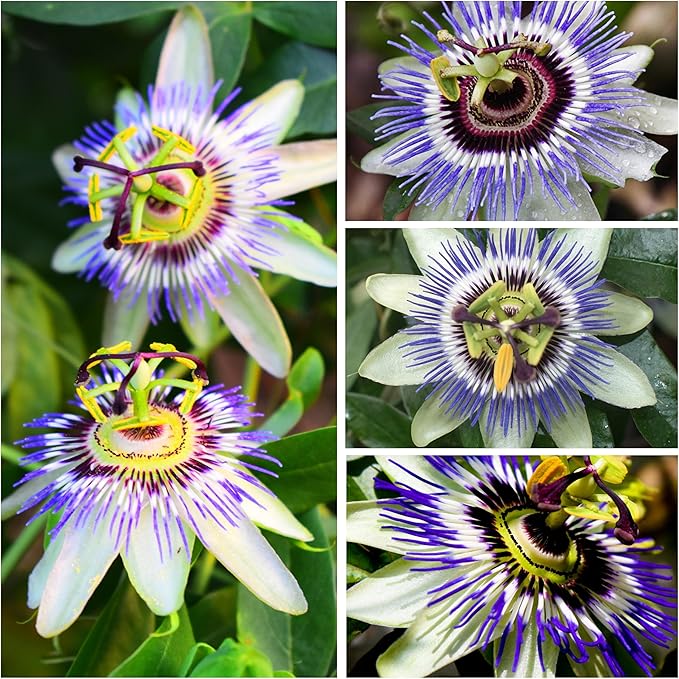 Passionflower tree (Passiflora spp.) for decorative garden planting