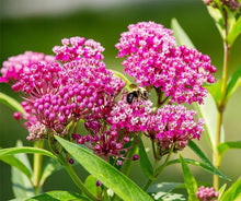 Cinderella Swamp Milkweed Seeds (Asclepias incarnata) for a bright addition to the Pollinator-Friendly Flower Gardens