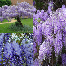 Wisteria Seeds known for pale Purple Pink Climbing Flowers