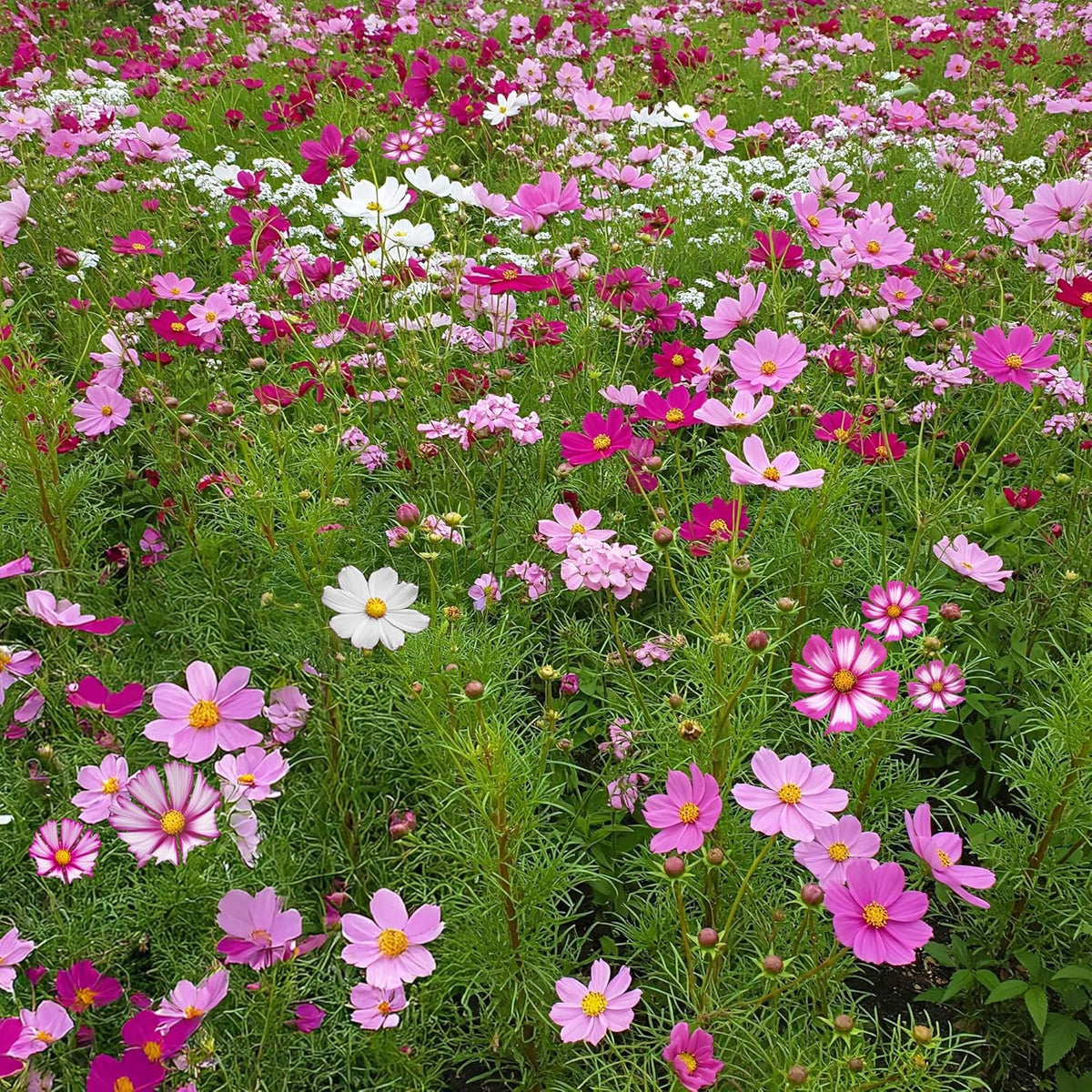 Cosmos Cosmos Bipinnatus Five Colors Flower Seeds for Planting – Colorful Blooms for Wildflower Gardens and Seasonal Beds