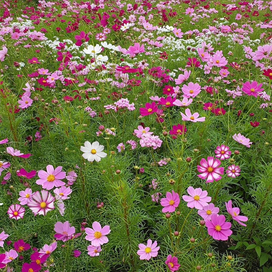 Cosmos Cosmos Bipinnatus Five Colors Flower Seeds for Planting – Colorful Blooms for Wildflower Gardens and Seasonal Beds