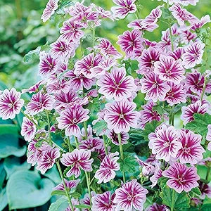 Zebra Mallow Flower Seeds â€“ Unique Striped Petals with Natural Flair