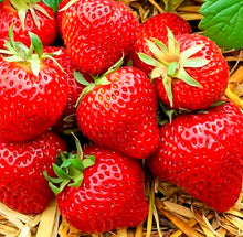 Strawberry Gardens for planting in home garden.