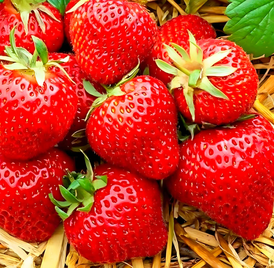 Strawberry Gardens for planting in home garden.