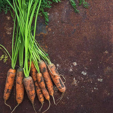Carrot Seeds (Daucus carota) for productive rows in the Vegetable Garden
