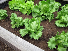 Iceberg Lettuce Seeds for growers stocking a kitchen garden