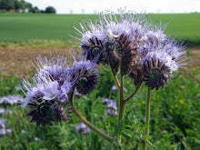 Lacy Phacelia Purple Yarrow Seeds for gardeners building out beds and borders