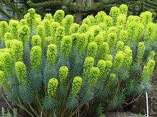 Mediterranean Spurge Seeds (Euphorbia characias) for colorful blooms in the drought-tolerant garden and dry landscaping planting
