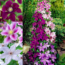 Clematis Seeds (Clematis spp.) for colorful blooms in the Flower Bed & Garden