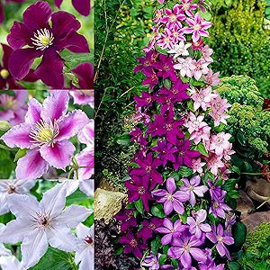 Clematis Clematis Hybrida Flower Seeds for Planting – Perfect for Vertical Gardens and Trellises in Outdoor Spaces
