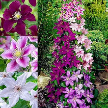 Clematis Clematis Hybrida Flower Seeds for Planting – Perfect for Vertical Gardens and Trellises in Outdoor Spaces