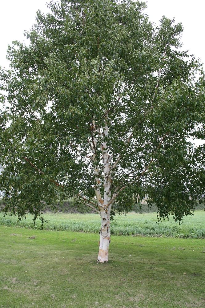 Japanese White Birch ��������� Betula platyphylla ��������� for ornamental garden
