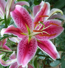 Michigan Lily Seeds (Lilium michiganense) for a bright addition to the Wildflower Garden