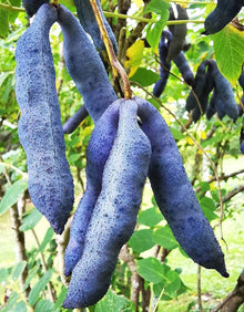 Blue Wurst Fruit Shrub Seeds (Decaisnea fargesii) grown for fall Colors