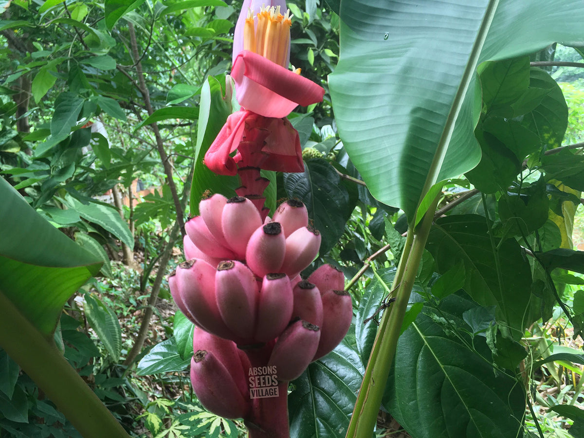 Banana Tree Musa spp. Tropical Garden Seeds