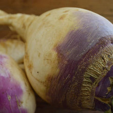 American Purple Top Rutabaga Seeds grown for nutritious, Purple Root Vegetables