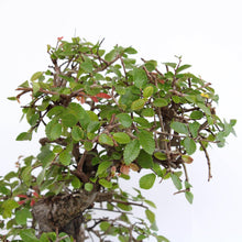 Japanische Zelkova Baumsamen (Fall-Farbe Fast Bonsai Hardy Seeds for long-term planting in the yard