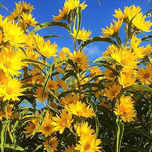 Helianthus Maximiliani Perennial Sunflower Seeds for growers seeking a long-blooming display