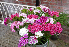Dianthus Barbatus Seeds for growers filling out the Flower Bed & Home Garden