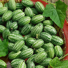 Melothria Scabra Seeds (Melothria scabra) for seasonal color across the vegetable patches and garden borders