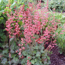 Heuchera 'Firefly' Coral Bells Seeds for a lasting display in the Flower Garden Seeds