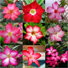 Desert Rose Adenium Obesum Seeds for a bright addition to the Indoor Balcony Garden Displays