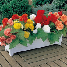 Begonia Seeds (Begonia spp.) for seasonal color across the Flower Bed & Home Garden