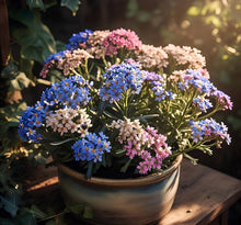 Starry Seeds for a lasting display in the Flower Urban Garden