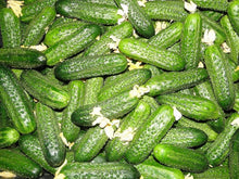 Homemade Pickles Pickle Cucumber + Seeds for growers stocking the Garden Growing