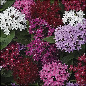 Pentas Flower for planting