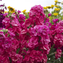 Mixed Matthiola Incana Matthiola incana seeds for planting in flower bed