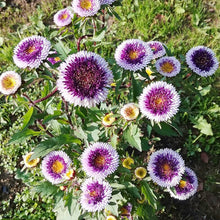 Aster Pompon Moon Mix White Annual Outdoor Gardencut Organic Seeds for reliable seasonal color