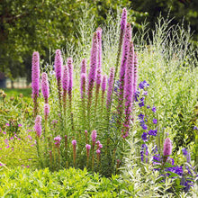 Blazing Star Seeds (Liatris spicata) for seasonal color across the Flower Bed