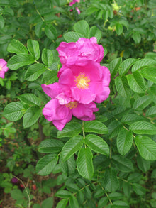 Prairie Wild Rose Seeds (Rosa setigera) for a bright addition to the Home Garden & Flower Bed