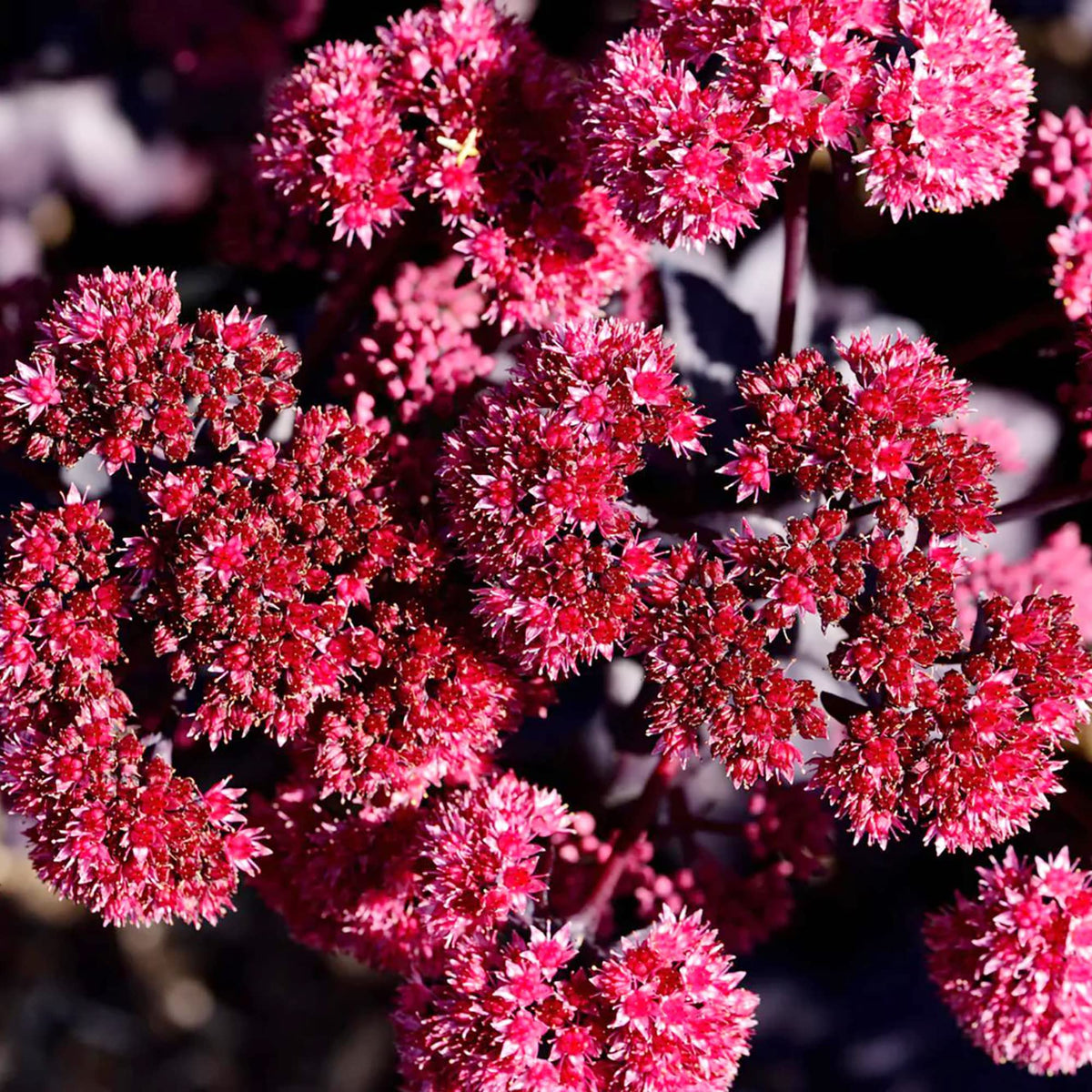 Red Moss Sedum album flower seeds for planting in rock gardens and indoor succulent trays - for planting in home garden