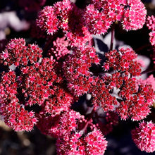Red Moss Sedum album flower seeds for planting in rock gardens and indoor succulent trays - for planting in home garden