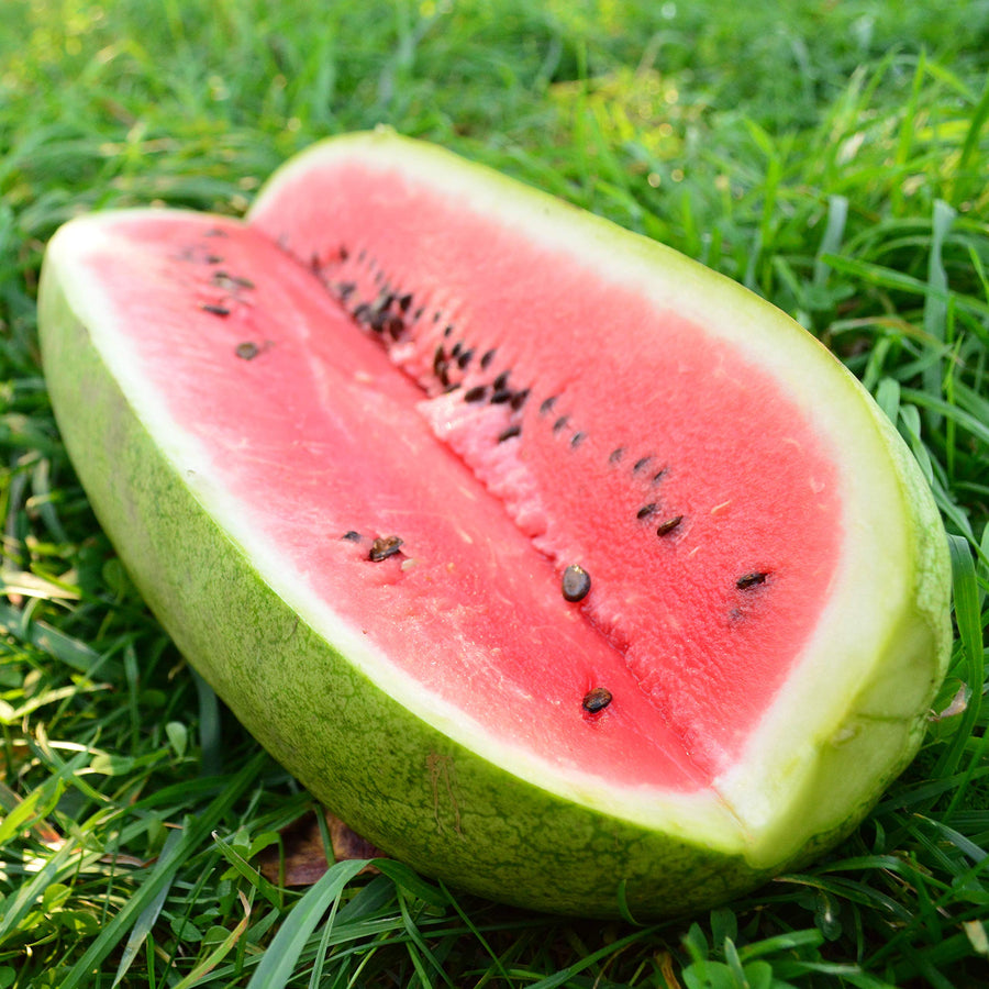 Charleston (gray watermelon Citrullus lanatus heirloom fruit) for planting in garden