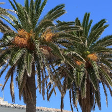 Pineapple Palm Seeds (Syagrus romanzoffiana) for growers establishing the Tropical Garden