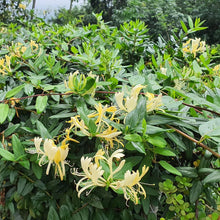 Himalayan Honeysuckle Bush Seeds for a lasting display in the Unique Gardens
