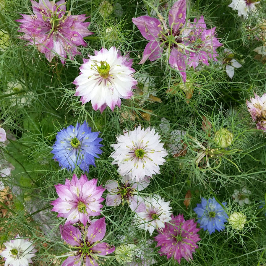 Love-in-a-Mist Nigella Damascena Flower Seeds for Planting – Delicate Blooms for Cottage Garden and Cut Flower Use