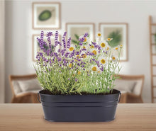 Chamomile Flower Matricaria chamomilla for planting in flower bed