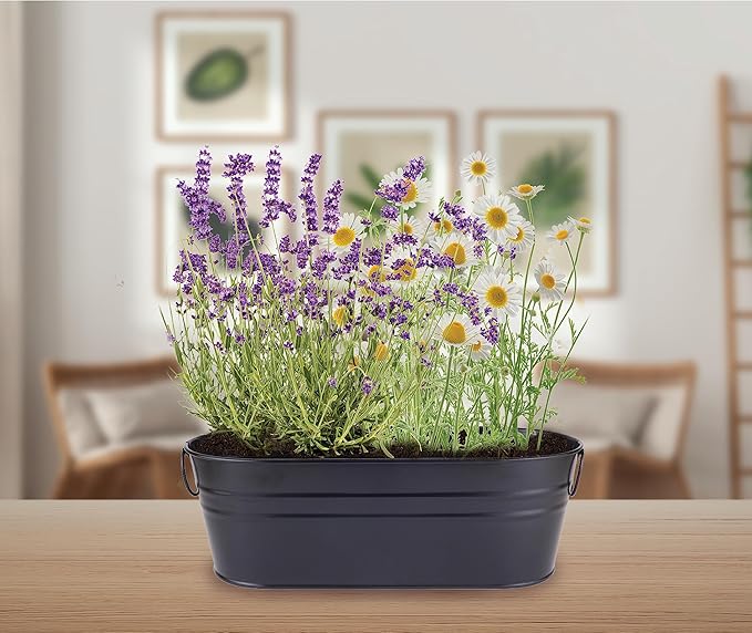 Chamomile Flower Matricaria chamomilla for planting in flower bed