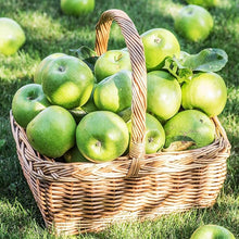 Apple Seeds (Malus domestica) for sweet homegrown fruit in the Garden